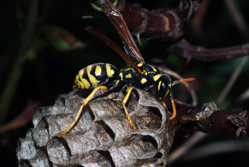 femmina di Polistes gallicus